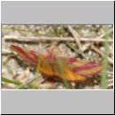 Lythria cruentaria - Ampfer-Purpurspanner 02 Teverener Heide.jpg